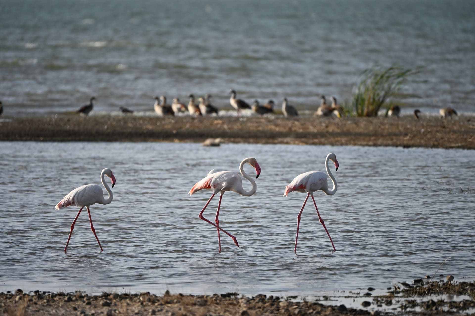 Flamingos wading in the shallow waters of Lake Turkana, with waterbirds on the shore behind them